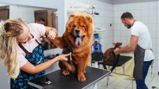 Pets Playground Grooming School