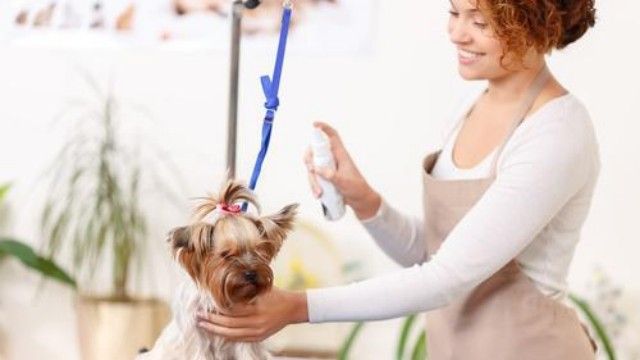 Merryfield School of Pet Grooming