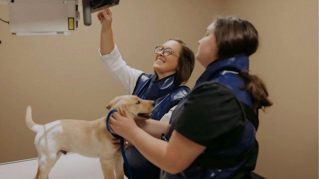 Vet Tech Institute